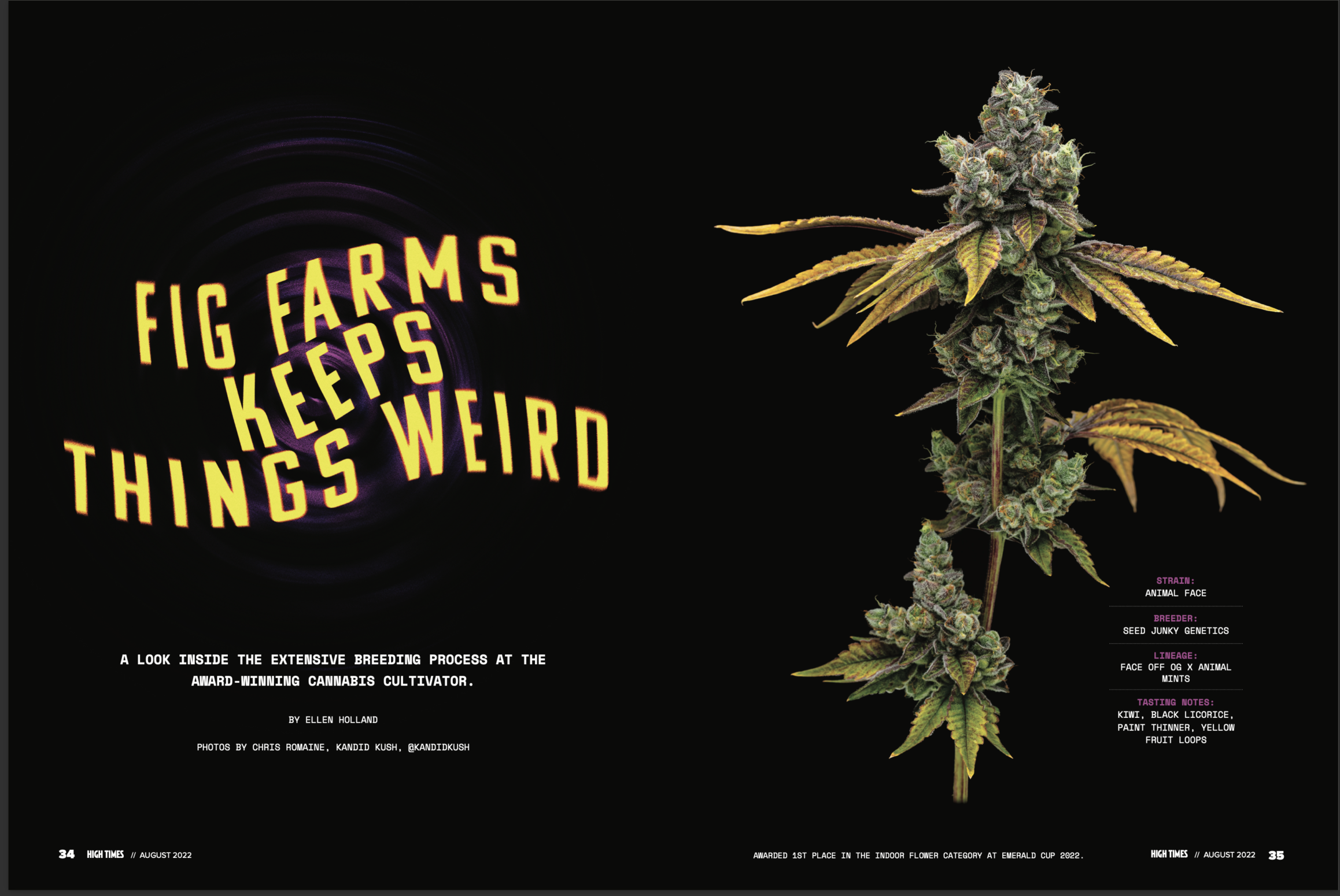 Two page spread of HighTimes article featuring Fig Farms with a cannabis flower photograph by Kandid Kush