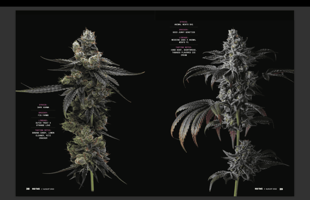 Two page spread of HighTimes article featuring Fig Farms with two photographs of cannabis cola isolated on a black background by Kandid Kush