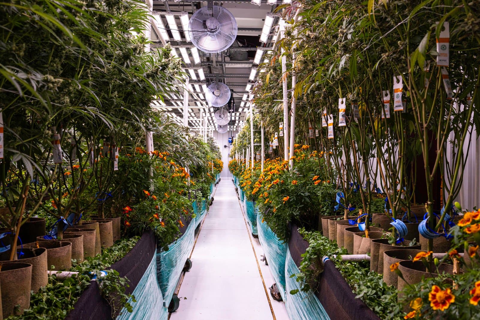 Indoor Cannabis Cultivation looking down in between two rows of cannabis plants with poly-culture companion plants planted at the edge of the containers