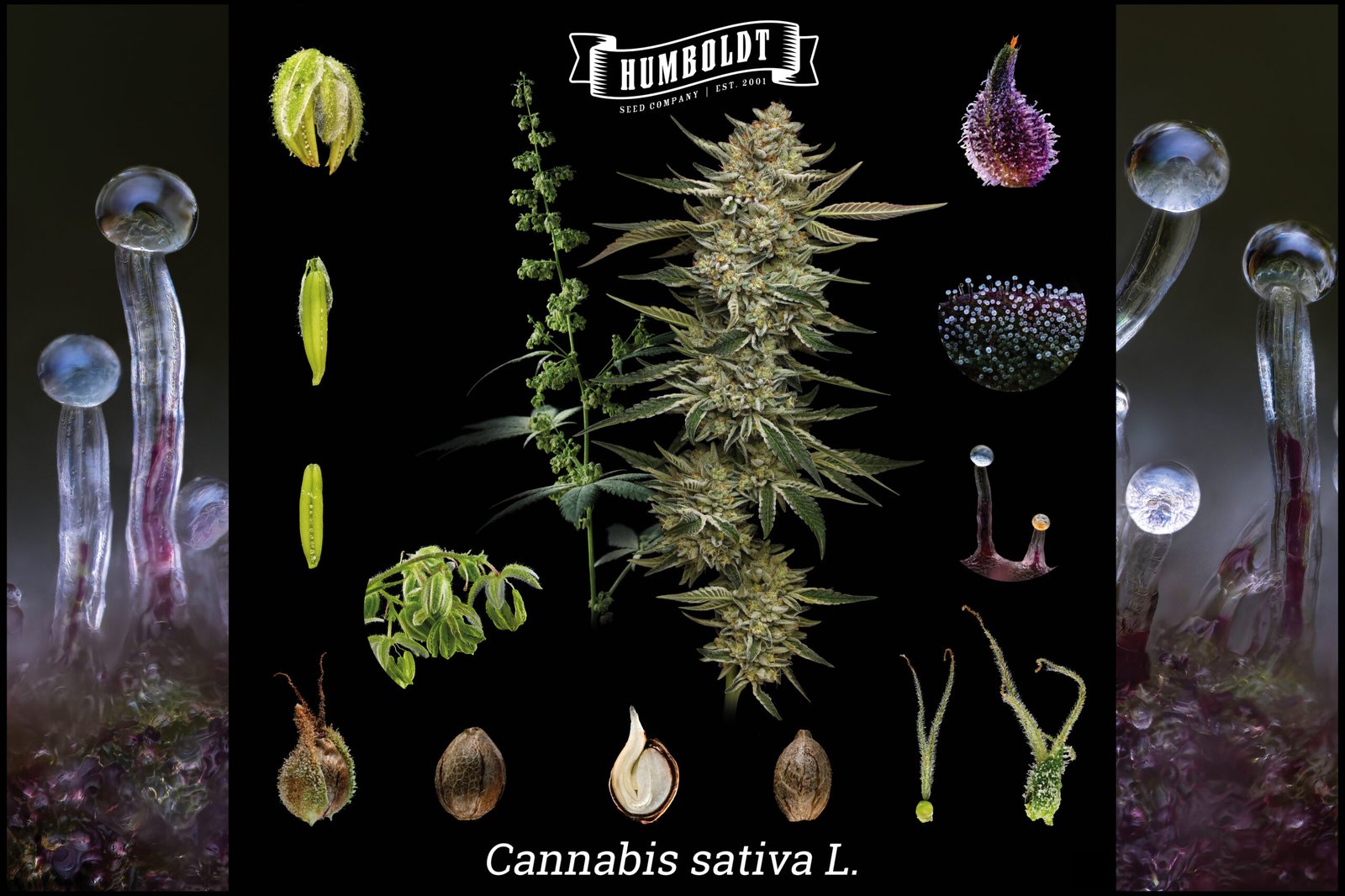Extremely detailed cannabis anatomy plant diagram using real images showing seeds cross sectioned, dissected pistils, micro-photo trichomes, male and female flowers.