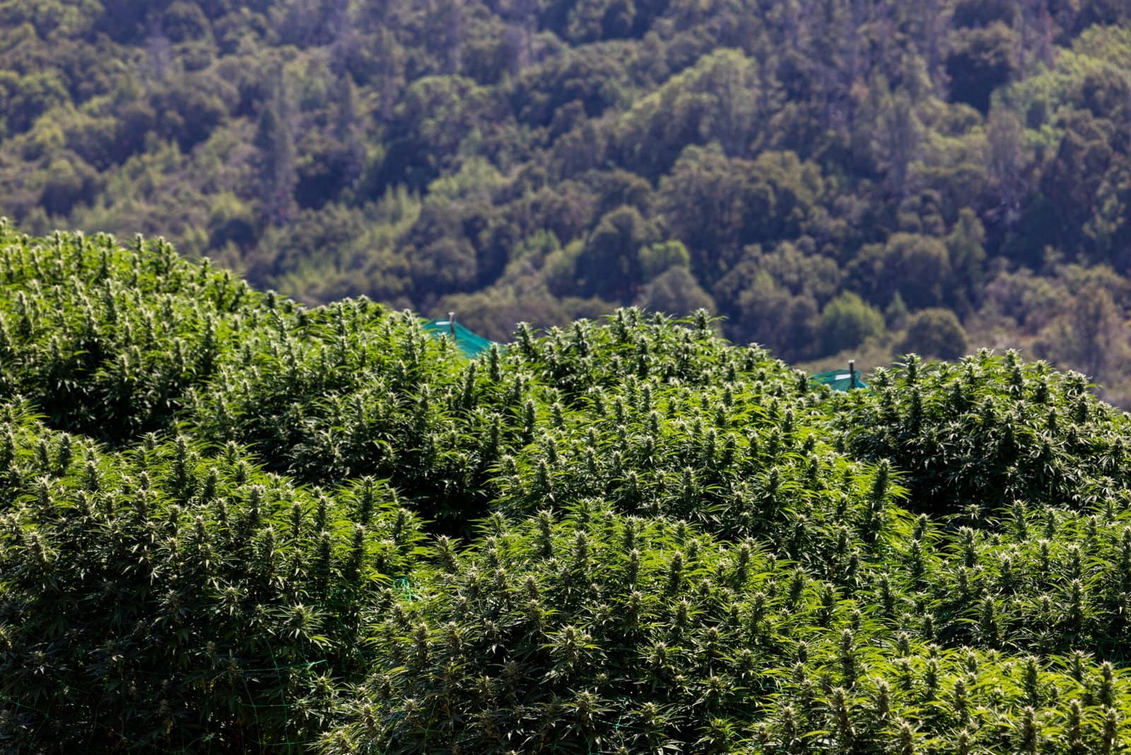 Stark juxtaposition of large cannabis plants top canopy in the foreground to the natural mountain side of greenery in the background.