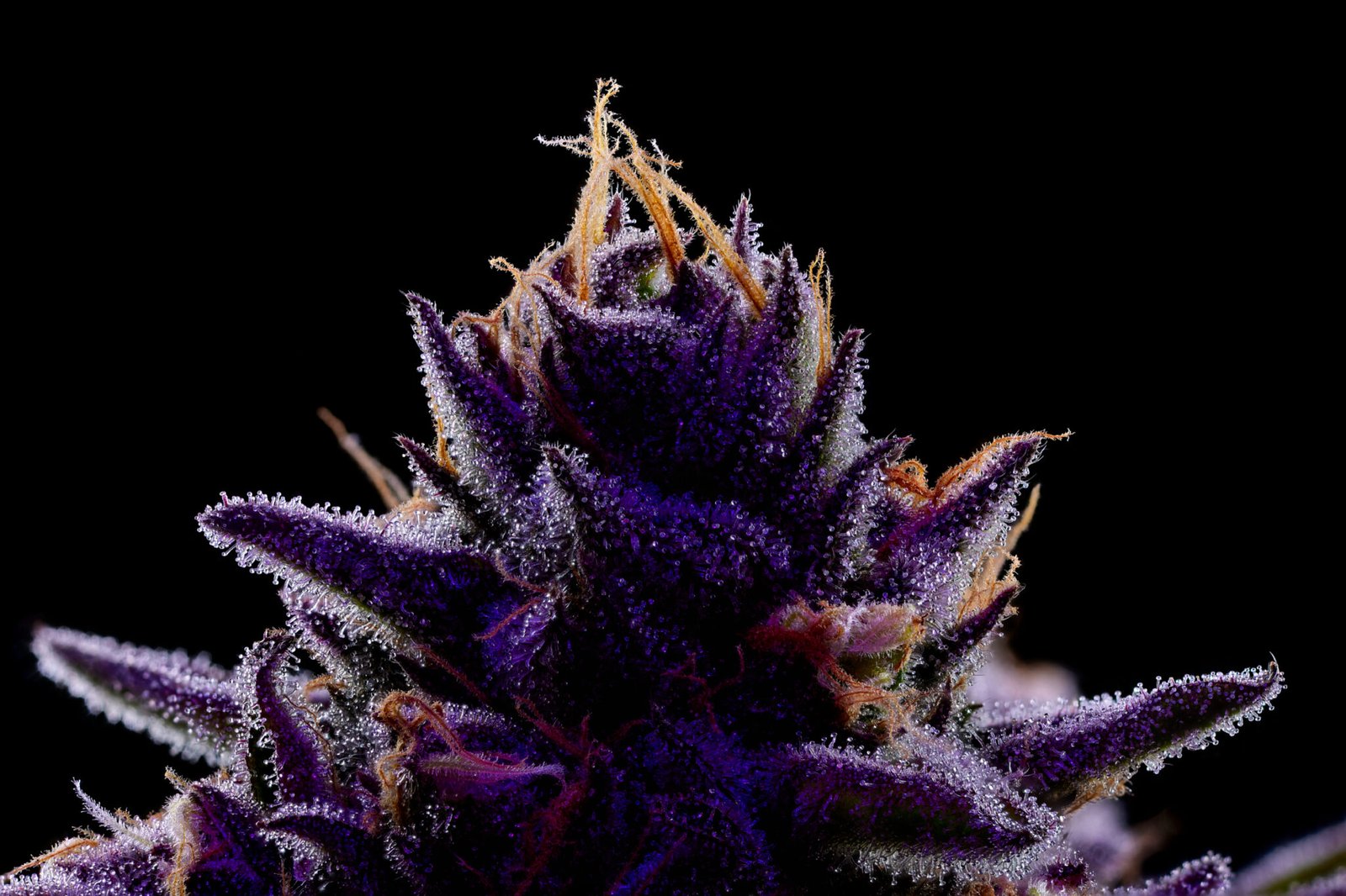 Macro of the tip of a cannabis cola captured at 1:1 with purple rim light.