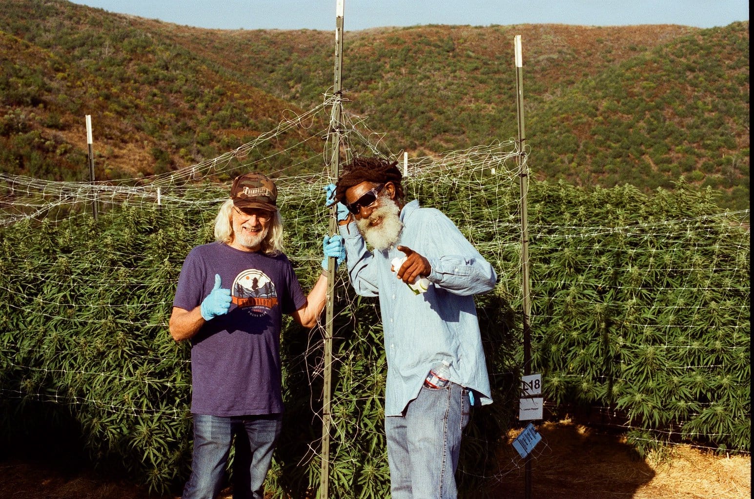 Don Carlos and Jorge Cervantes smiling standing together alongside a row of cannabis plants