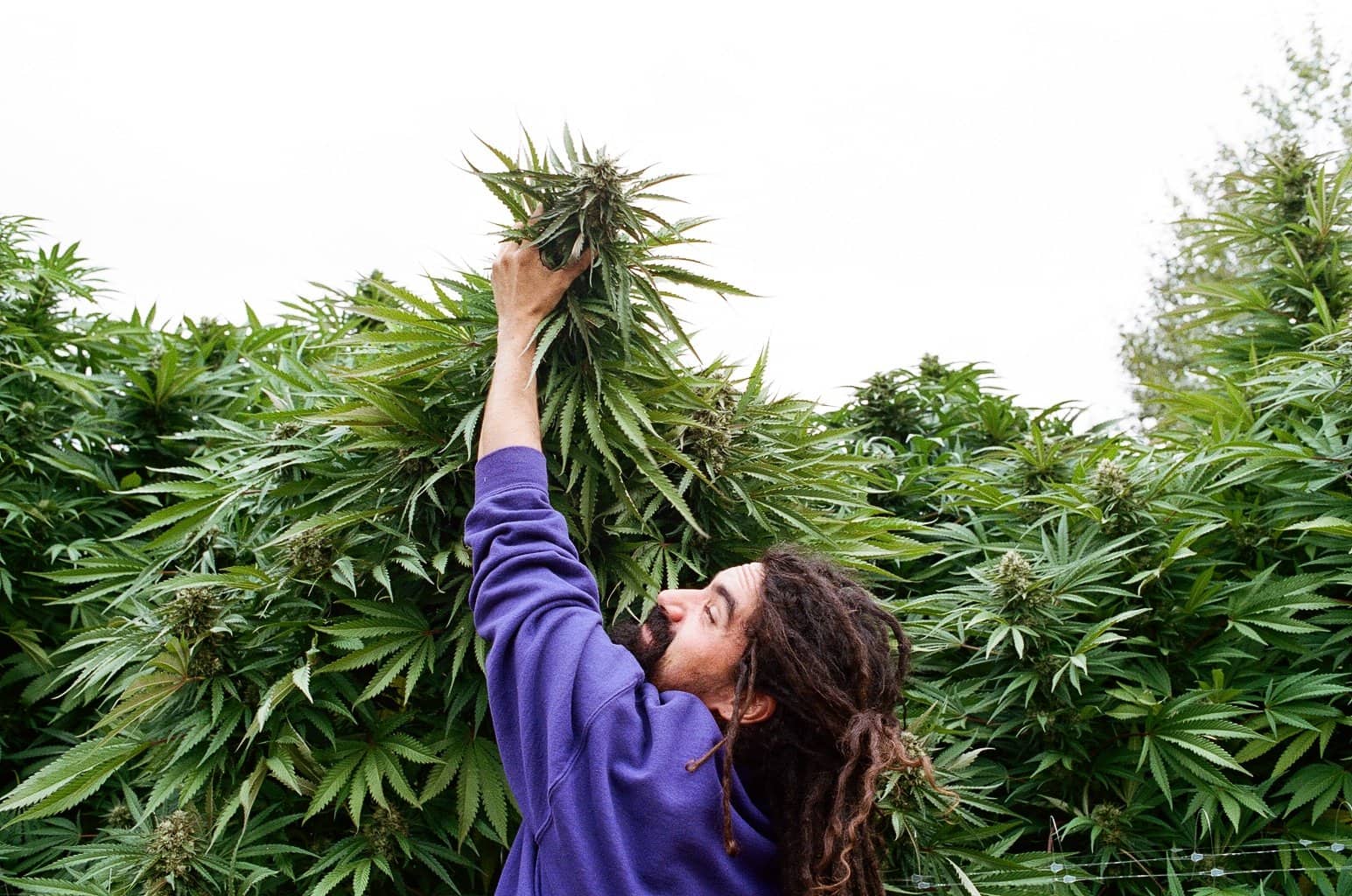 Man reaching high up to pull down large cannabis cola