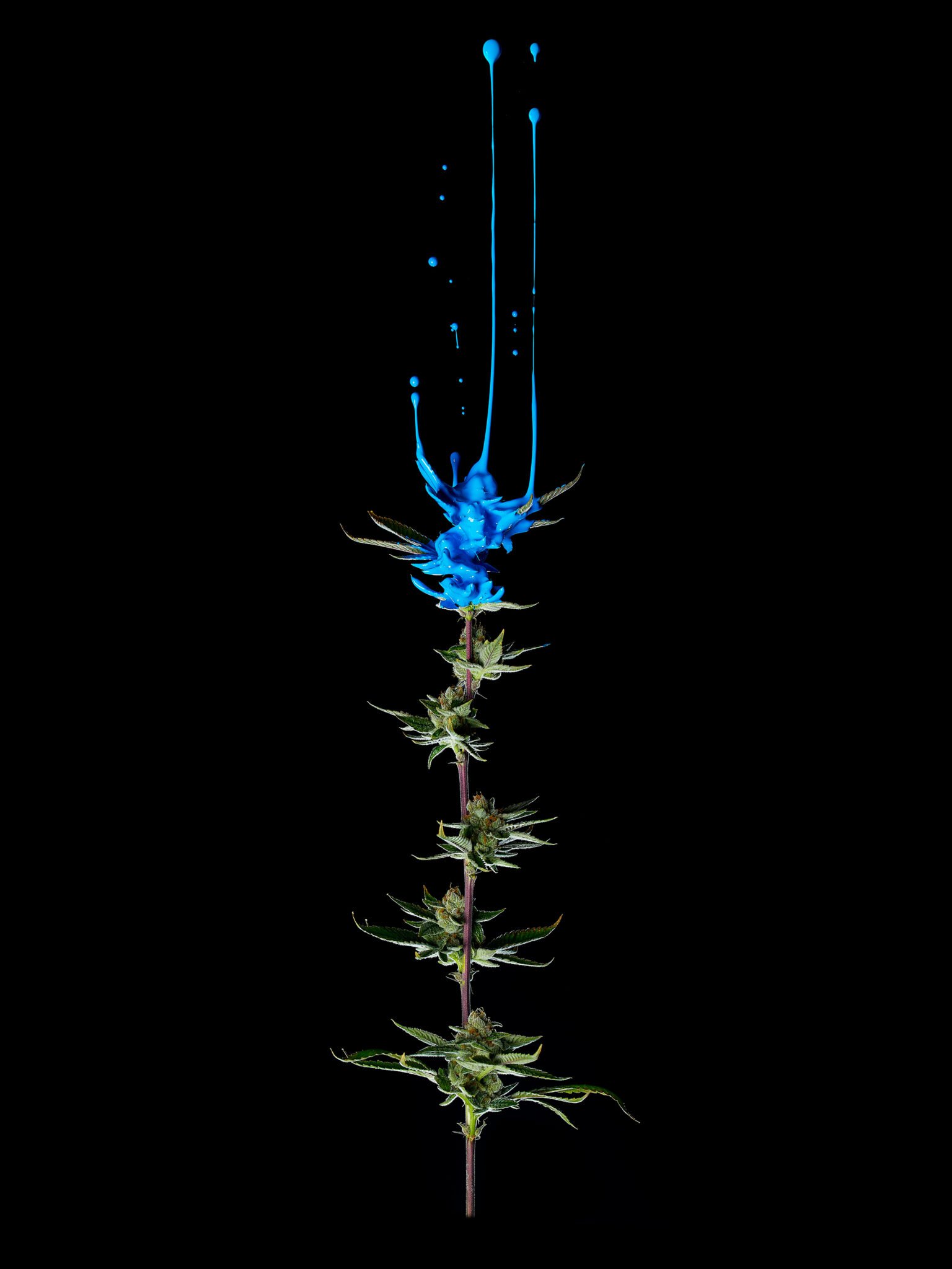 Cannabis flower dripping blue paint that is positioned upside down to give the illusion that the drips are falling upward.