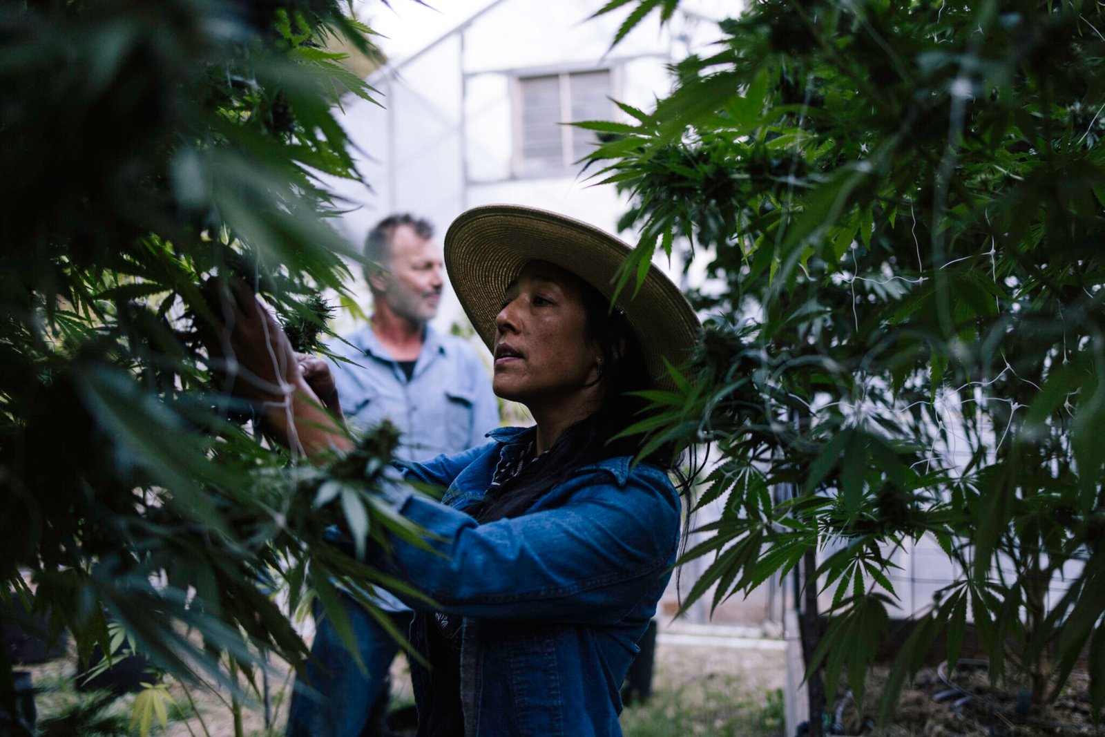 Woman wearing a hat and long sleeved blue jean jacket is pruning a large cannabis plant outide.