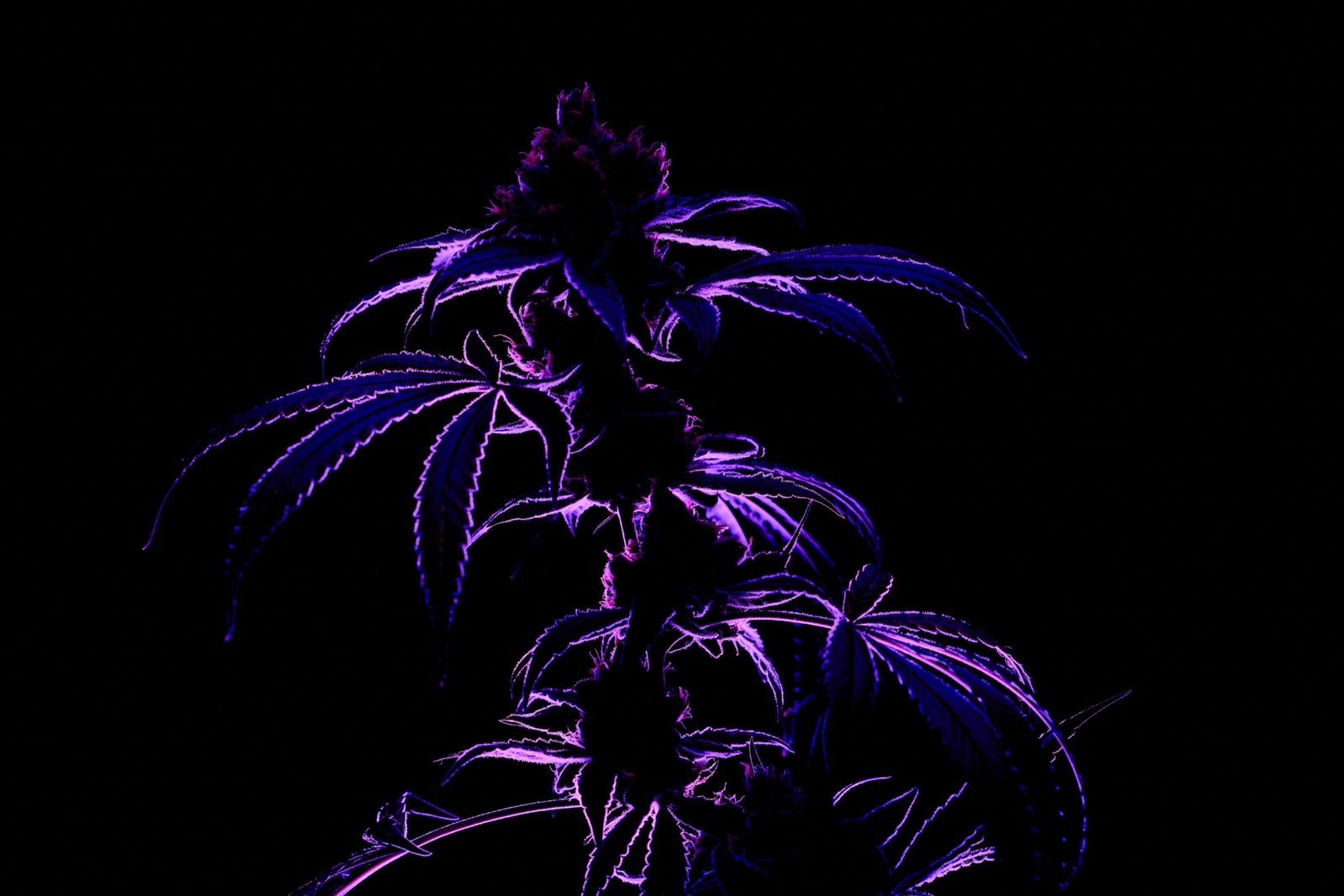 Neon purple studio lit cannabis plant outline.