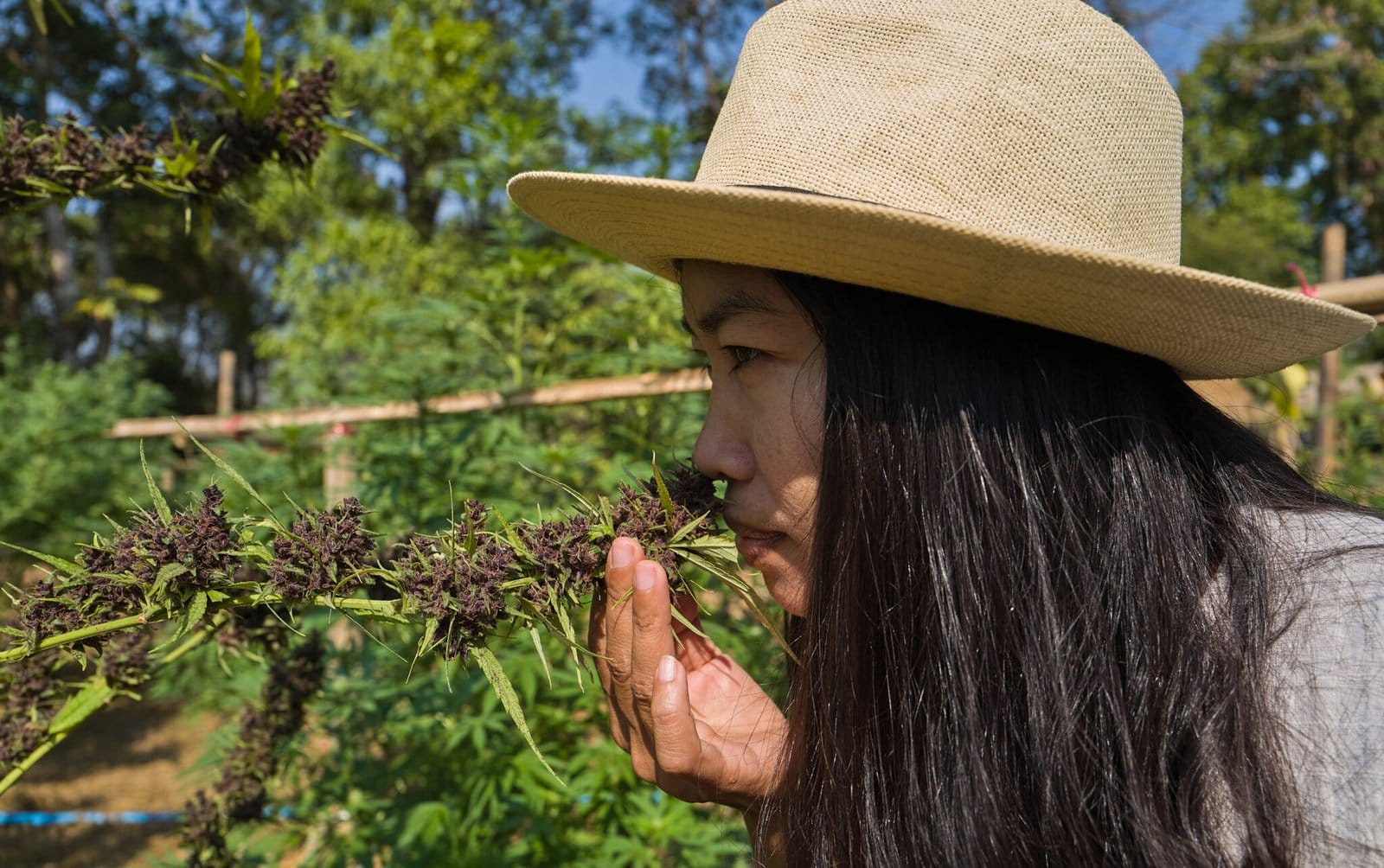Thai woman in hat smelling cannabis plant in outdoor garden