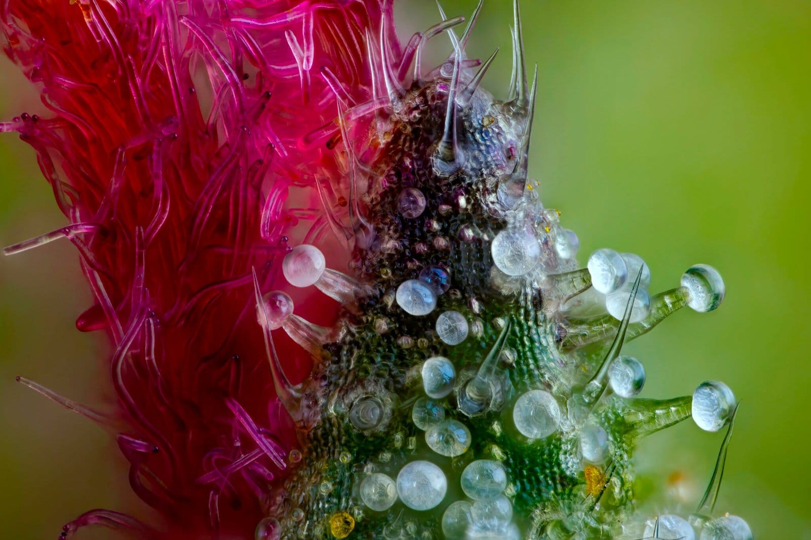 20x micro-photo of cannabis trichomes with neon pick pistils in the background. This is the 2024 Nikon Small World image of distinction.