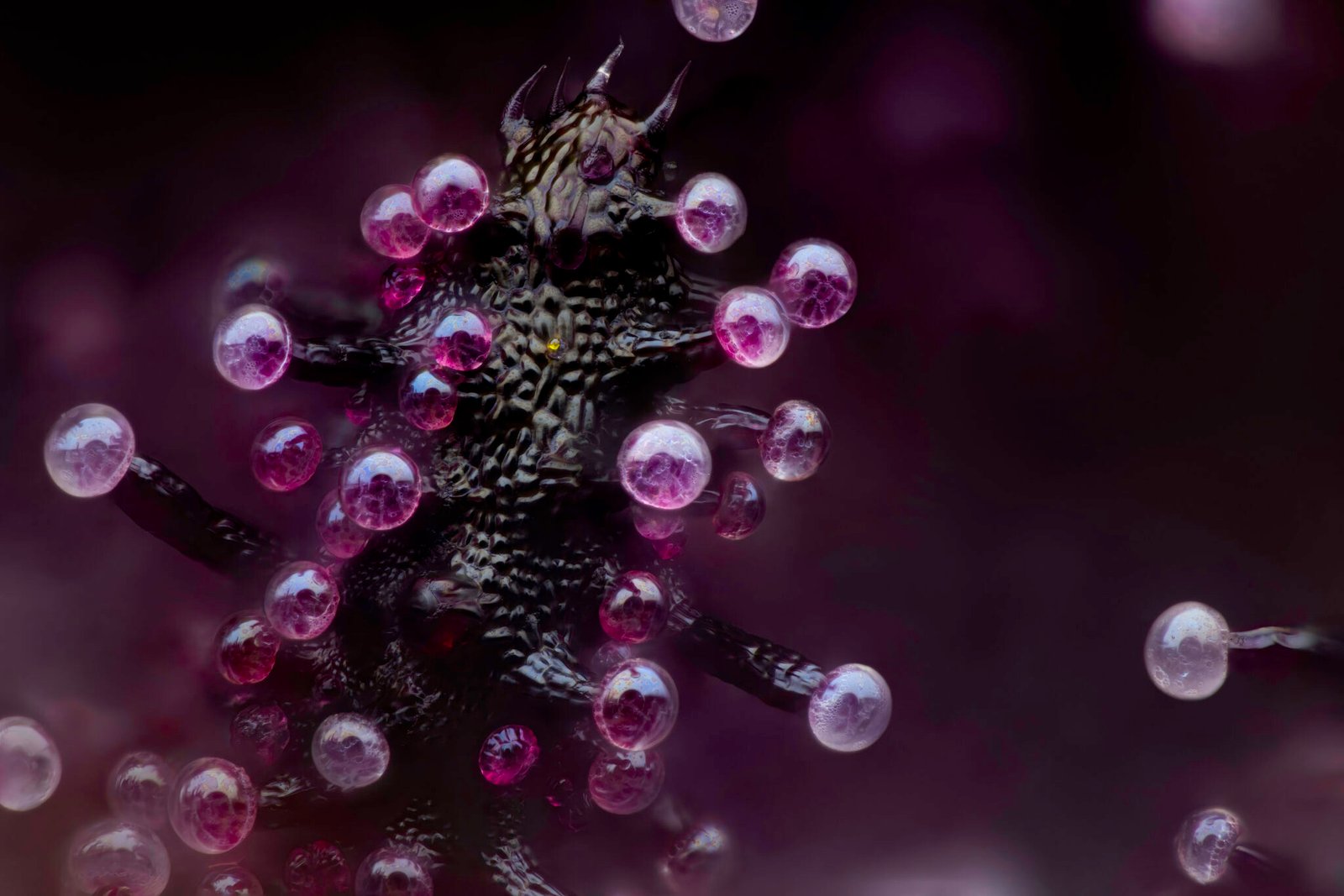 20x micro-photo of dark purple cannabis trichomes. This is the 2024 Nikon Small World 3rd place image.
