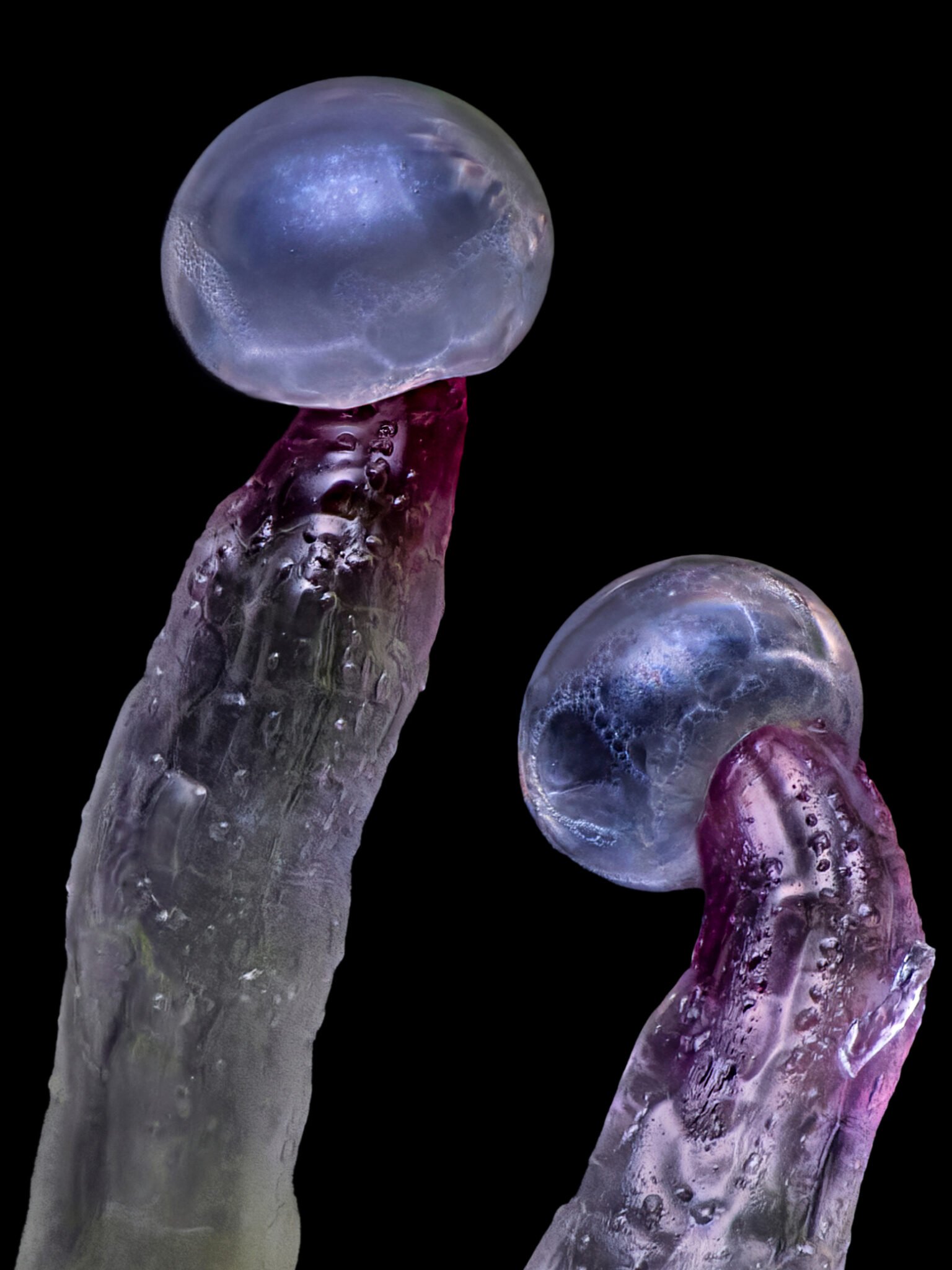 Extreme close up micro photo of two cannabis trichomes that have green and magenta colored stalks.