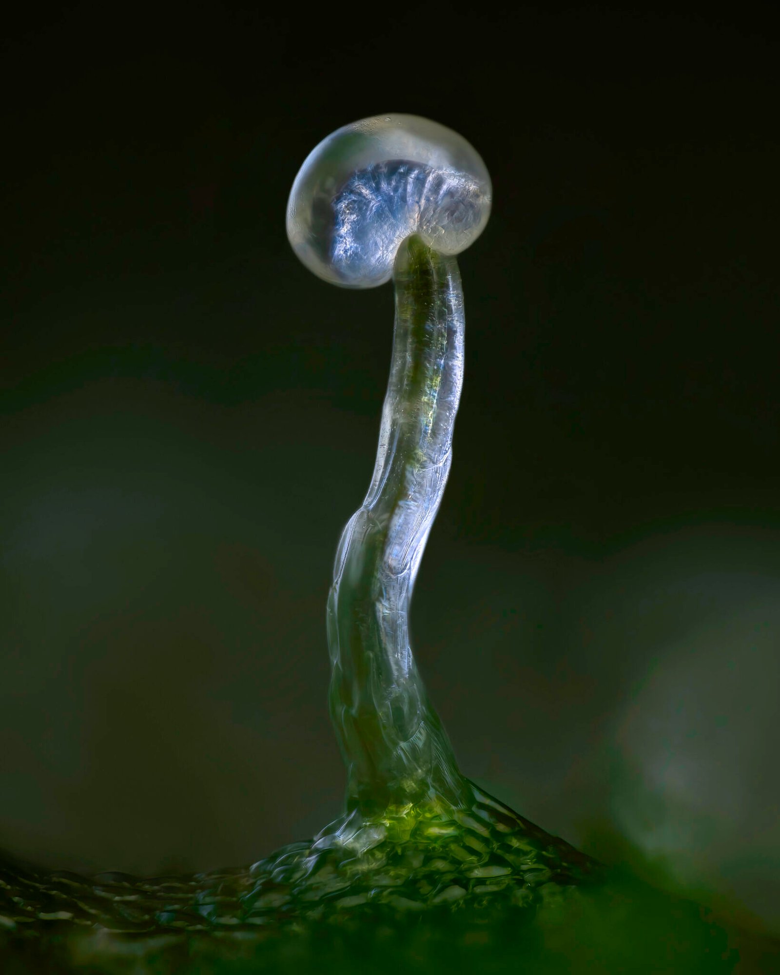20x micro-photo of single trichome with dramatic lighting revealing the electric insides