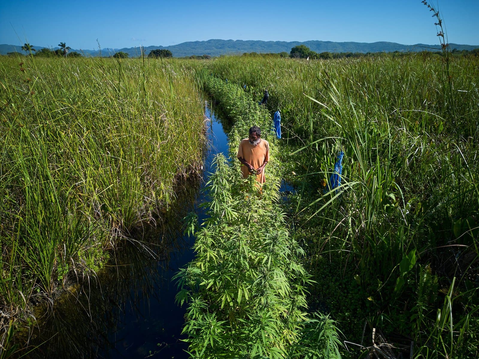 Black River Morass with Jamaican farmer standing on raised cultivation bed of cannabis row