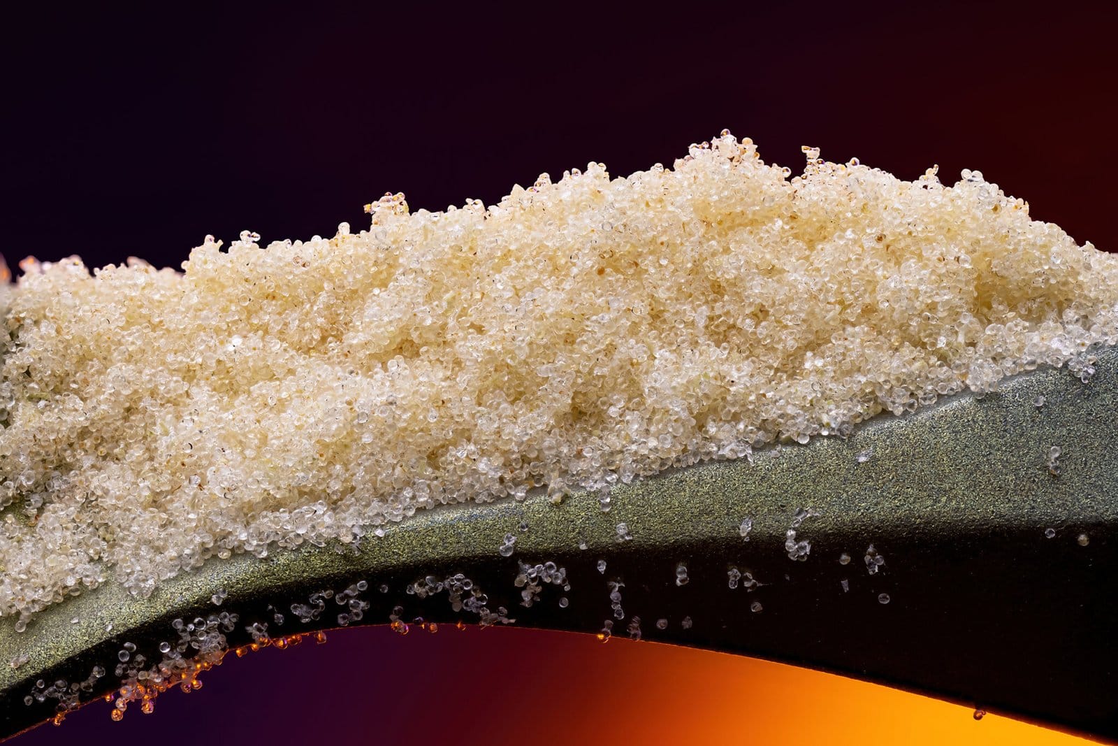Ice water extracted hash captured at high magnification sitting on a titanium tool with a sunset colored background. Photography captured in a studio setting. The trichome heads are crystal clear showing all their fine details
