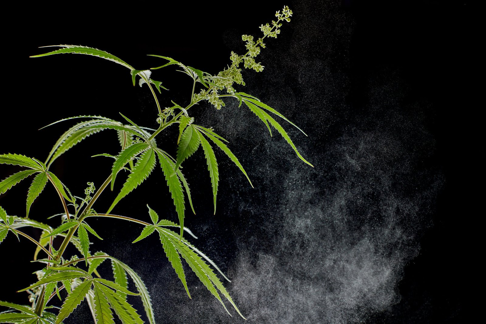 Male cannabis plant with large pollen dust cloud falling off of the plant captured in a photography studio setting against a black background