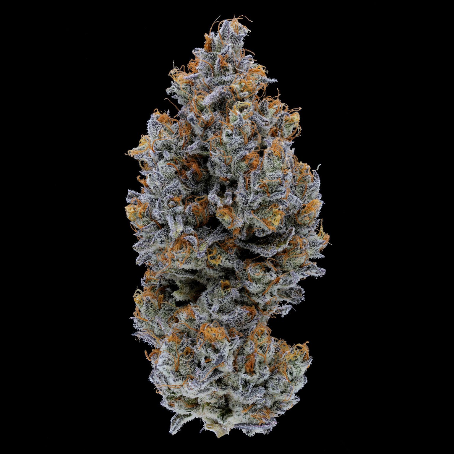Dried cannabis bud that is silver blue in color with bright orange pistils