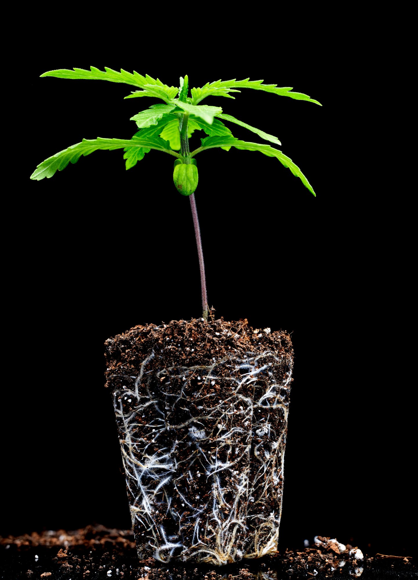 Cannabis seedling in grow cocoon with dirt scattered around the table top