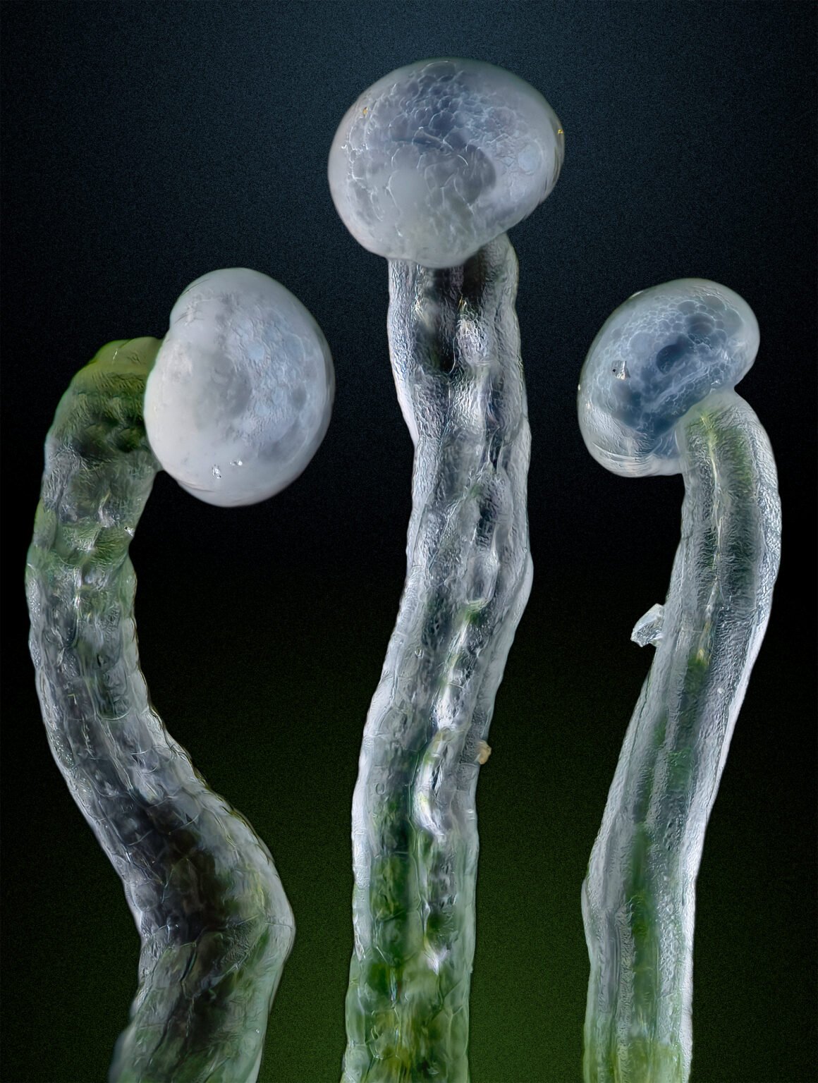 Three trichomes in composite image