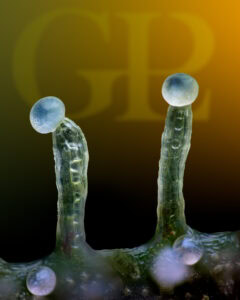Focus-stacked micro photograph of cannabis trichomes on a flower, Green Life Productions, by Chris Romaine