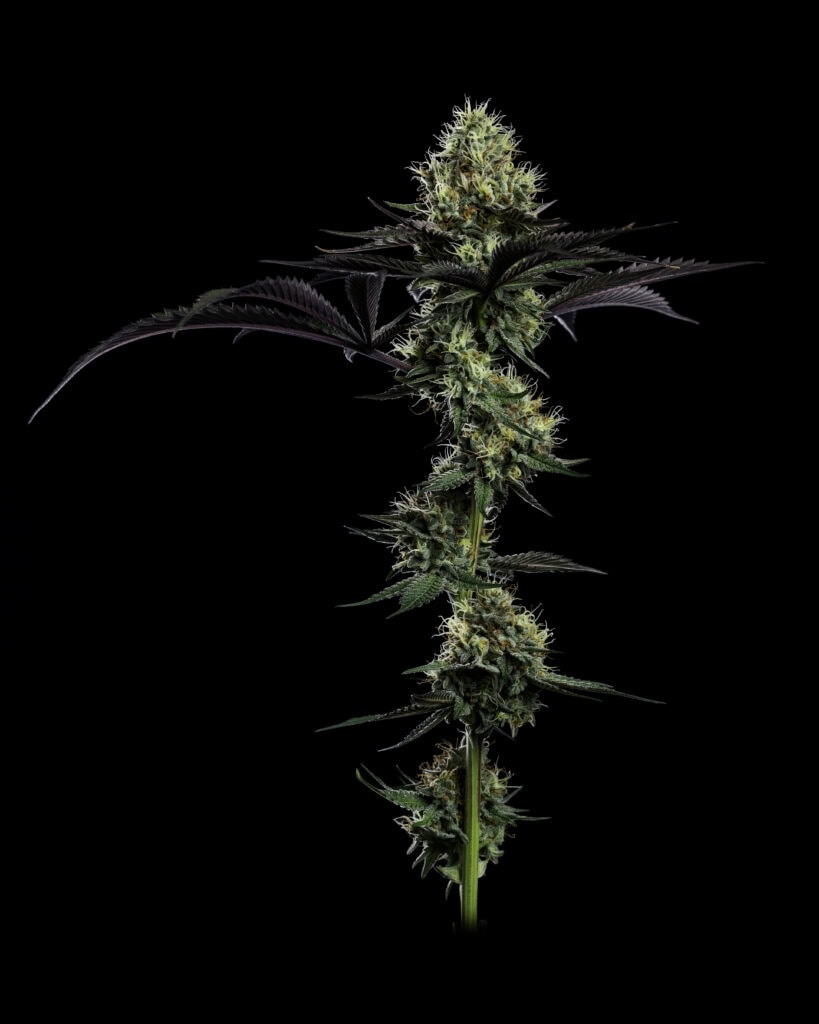 Top cola photograph of a cannabis plant on black background, full stalk, Green Life Productions, by Chris Romaine
